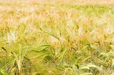 buğday alan ışınları tarafından aydınlatılmış