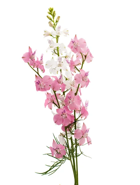 Divoké květiny, samostatný — Stock fotografie