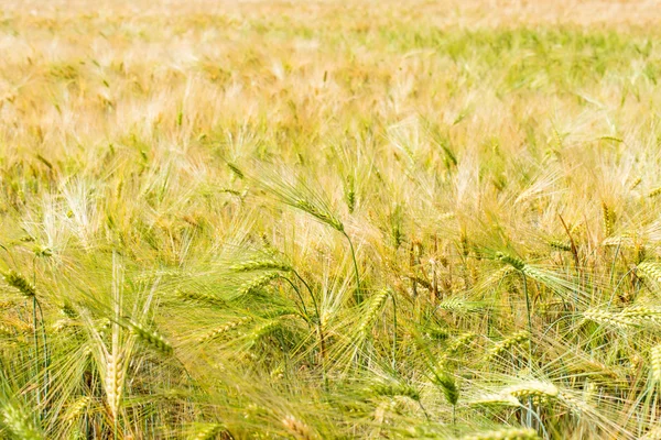 Wheat field illuminated by rays — Stock Photo, Image