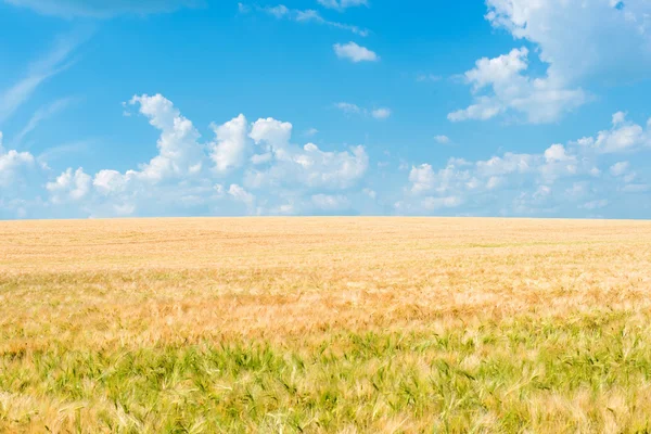 Пшеничне поле, освітлене променями — стокове фото