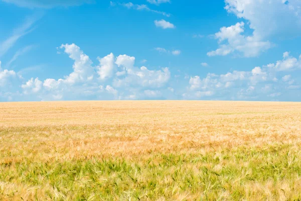 Campo de trigo iluminado por raios — Fotografia de Stock