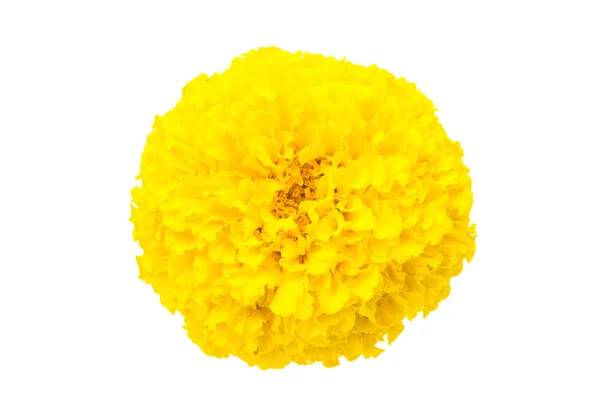 Yellow flower — Stock Photo, Image