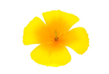 eschscholzia californica çiçek 