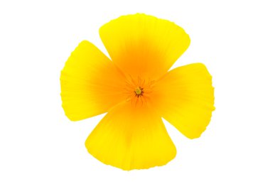 eschscholzia californica çiçek 