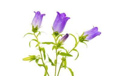 izole çan çiçeği 