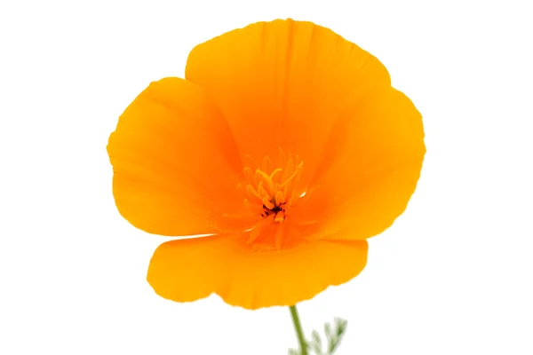 Квітка eschscholzia californica — стокове фото