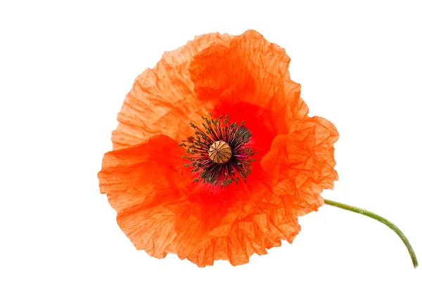 One red poppy isolated — Stock Photo, Image