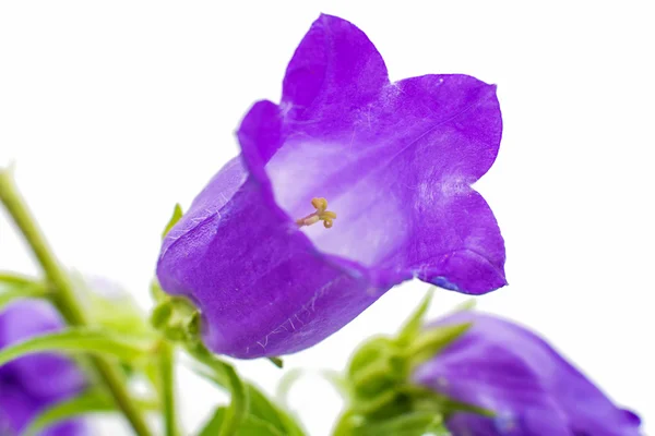 Bell flower isolated — Stock Photo, Image