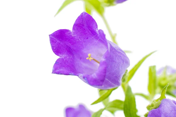 Flor de sino isolado — Fotografia de Stock