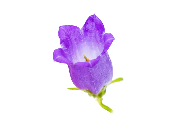 Blomklocka isolerade — Stockfoto