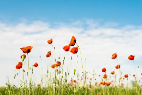 Poppy pole — Stock fotografie