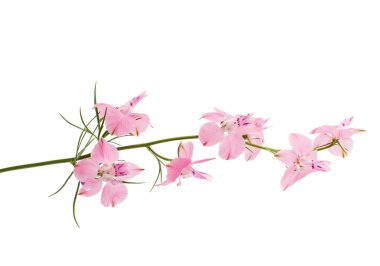 kır çiçekleri izole 