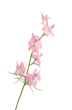 kır çiçekleri izole 