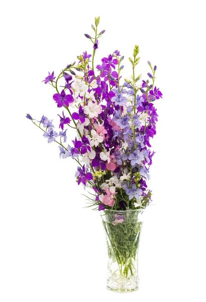 Wilde bloemen geïsoleerd — Stockfoto