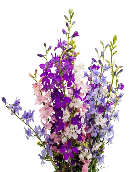 Wilde bloemen geïsoleerd — Stockfoto