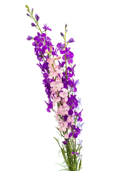 Vilda blommor isolerade — Stockfoto