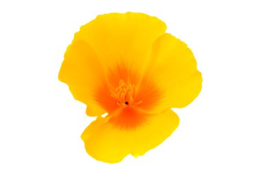 eschscholzia californica çiçek