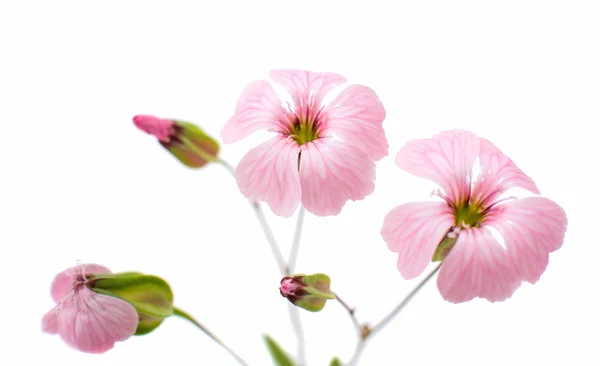 Fina rosa blommor — Stockfoto