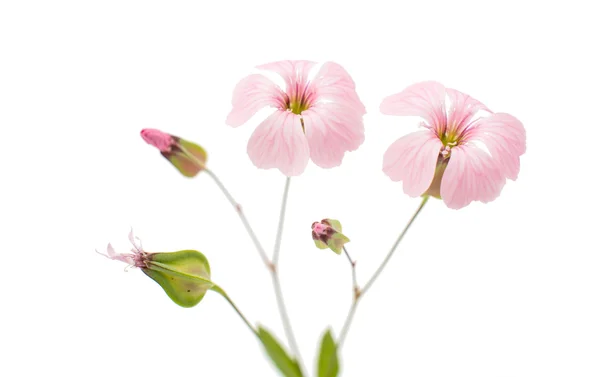Narin pembe çiçekler — Stok fotoğraf