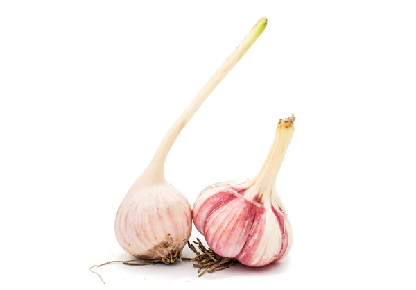 Knoblauch isoliert — Stockfoto