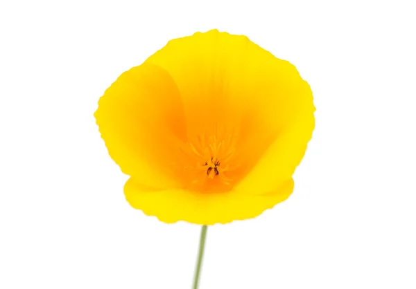 Eschscholzia californica flor — Fotografia de Stock
