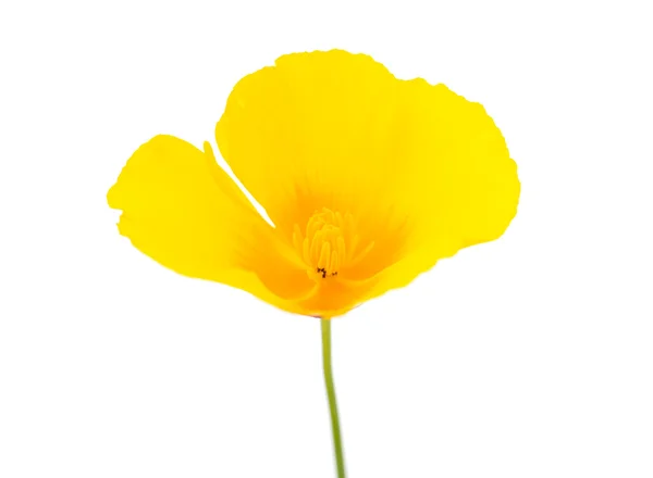 Eschscholzia californica 꽃 — 스톡 사진