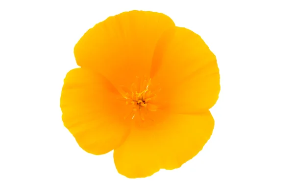 Eschscholzia californica květ — Stock fotografie