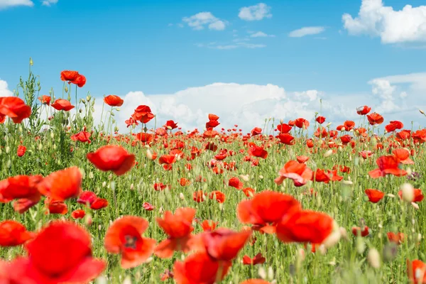 Poppy pole — Stock fotografie