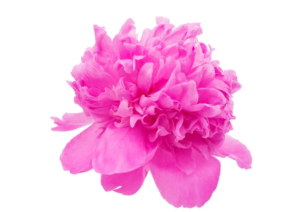 Pink peony — Zdjęcie stockowe