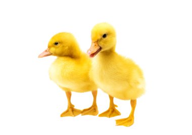 küçük ördek yavrusu