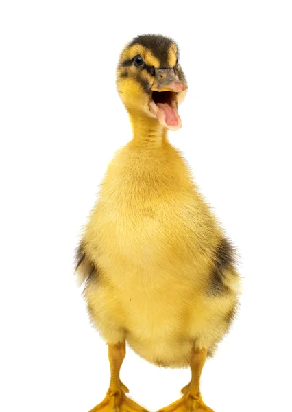 Pequeño patito — Foto de Stock