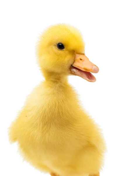 Little duckling — Stock Photo, Image