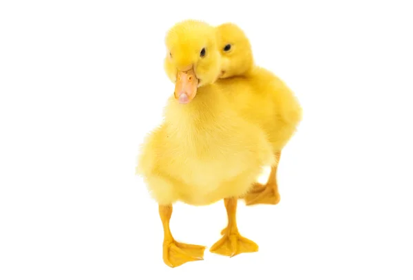 Little ducklings — Stock Photo, Image