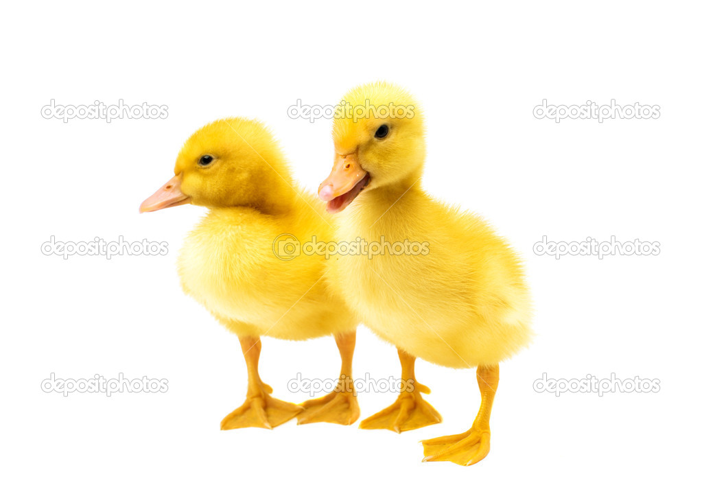 Little ducklings