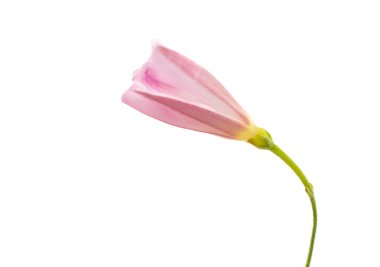 convolvulus çiçekler 