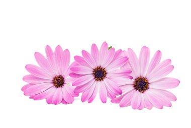 Cape papatya çiçeği