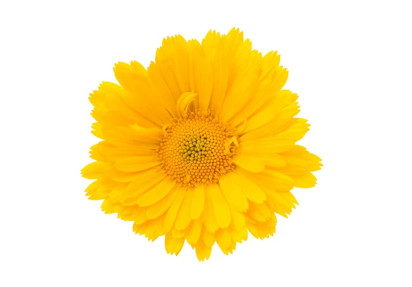 Marigold flower — Stock Photo, Image