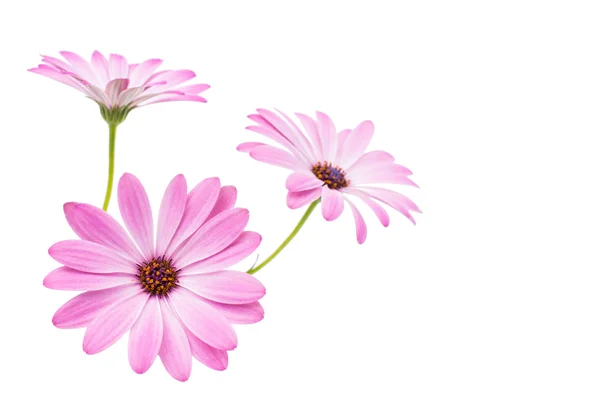 Cape daisy blomman — Stockfoto