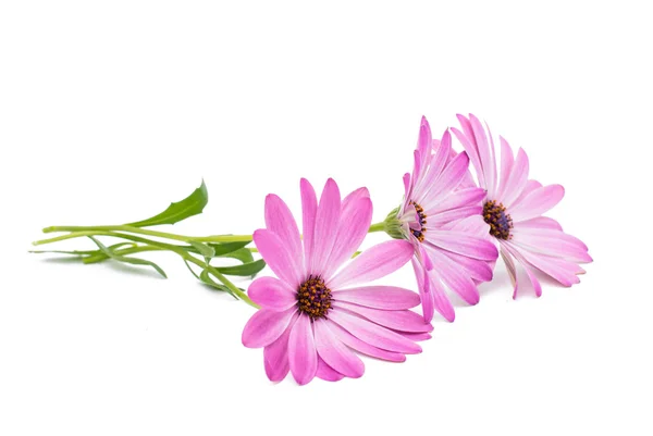 Cape Daisy Flower — Stock Photo, Image