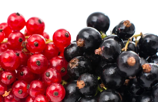 Black and red currant — Stock Photo, Image