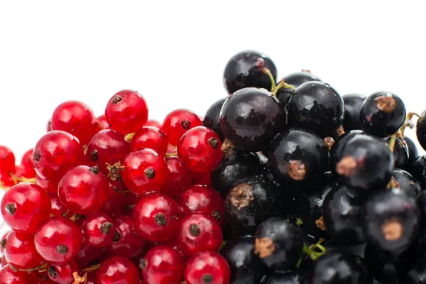 Black and red currant — Stock Photo, Image