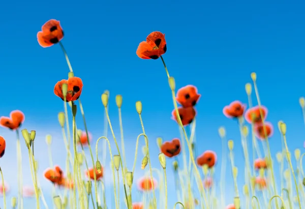 Poppy field against blue sky — Stock Photo, Image