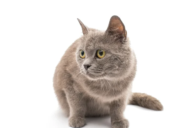 Gatto grigio — Foto Stock