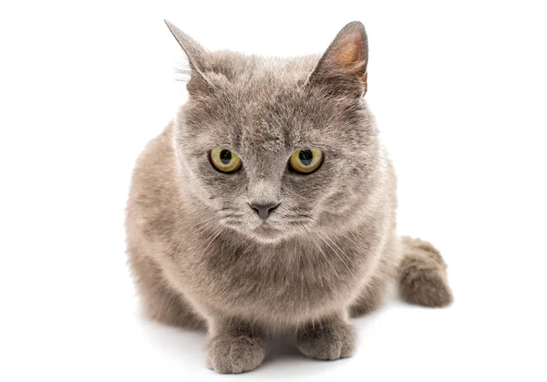 Graue Katze — Stockfoto