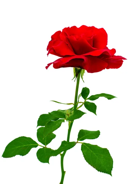 Red rose — Stock Photo, Image