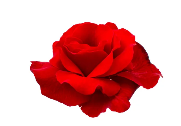 Rote Rose — Stockfoto