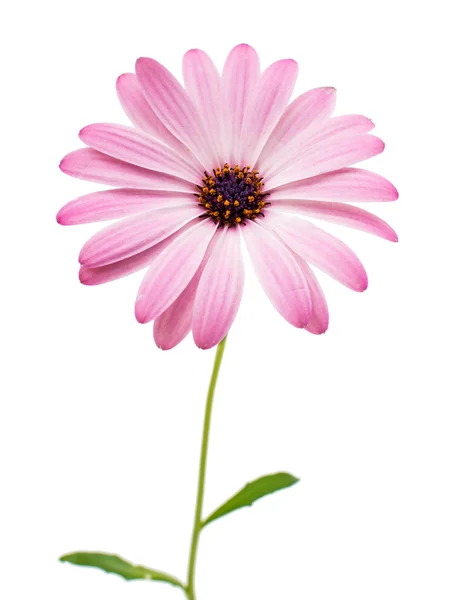 Cape Daisy Flower – stockfoto
