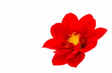 kırmızı yıldız çiçeği