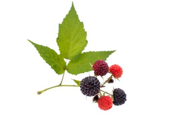 taze berry blackberry