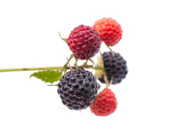 taze berry blackberry